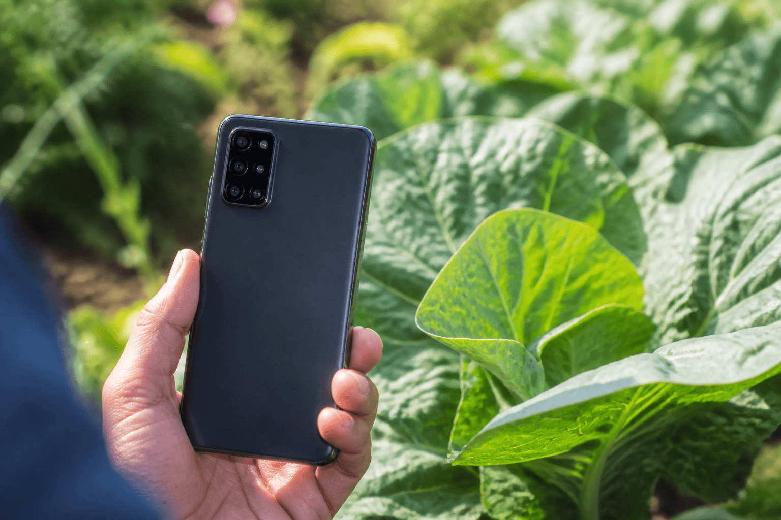 Telefon orqali o‘simlikni suratga olish